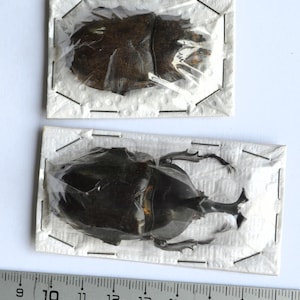 Peut inclure: Deux coléoptères préservés sont présentés dans un emballage plastique transparent, agrafés sur du carton blanc. Les coléoptères sont brun foncé et noirs, avec des pattes et des antennes visibles. Une règle est en bas, indiquant la taille.