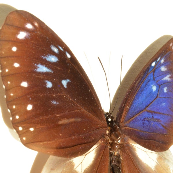 Papillon naturalisé Euploea midamus de Chine sous verre et cadre, les reflets bleus sont magnifiques !