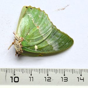 Peut inclure: Un papillon vert avec des marques blanches et vert clair, posé sur une surface blanche. Les ailes du papillon sont visibles, et une règle est placée en dessous, indiquant des mesures en centimètres.