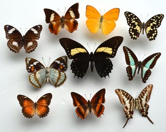 Paquete de 10 mariposas sin desplegar, iguales a las de la fotografía, secas, ¡a un precio de mayoreo inmejorable! ¡Envío a domicilio gratis!