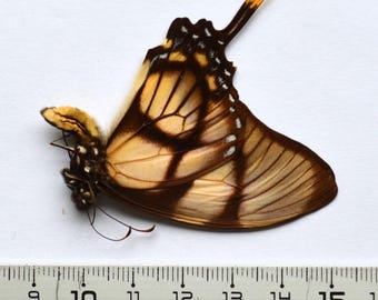 Papillon de collection Eurytides dolicaon à étaler soi-même, livraison à domicile  remboursée à partir de 19 euros de commande !