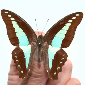 Peut inclure: Un papillon aux ailes marron, orné d'une bande bleu clair et de points blancs. Le papillon est tenu par une main sur fond blanc. Les ailes sont déployées, révélant les motifs détaillés. L'envergure du papillon est d'environ 10 cm.