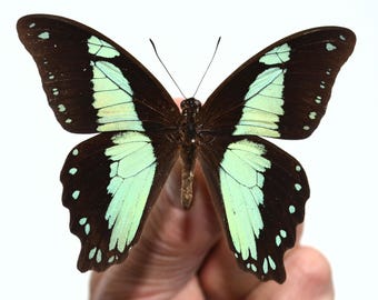 Papillon Papilio bromius à étaler soi-même, livraison à domicile  remboursée à partir de 19 euros de commande !