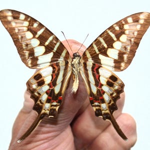 Peut inclure: Gros plan sur un papillon aux ailes ornées de motifs bruns, blancs et rouges. Les ailes déployées révèlent des motifs complexes. Le papillon est tenu par une main.