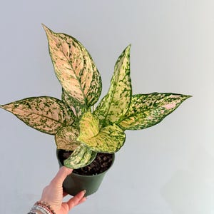 deep purple elephant ears plant Black Magic Elephant Ear