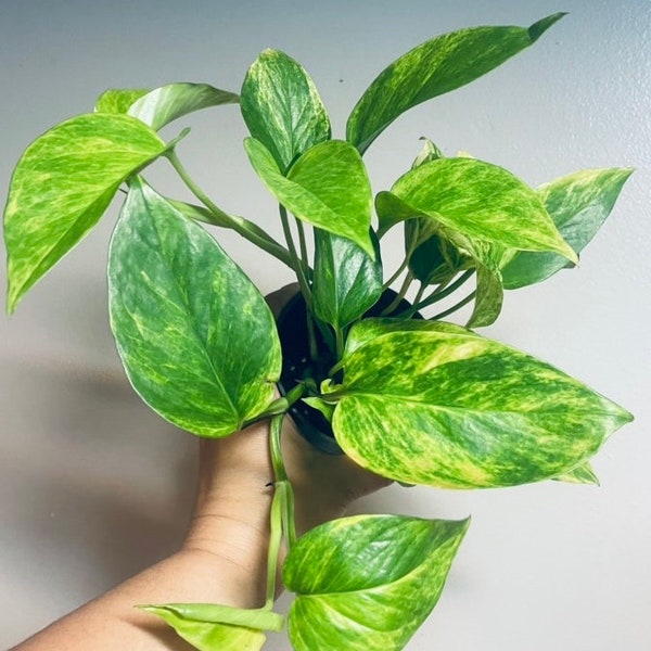 Neon Queen Pothos - 4.5” nursery pot  *FREE SHIPPING*