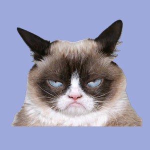 Peut inclure: Gros plan sur un chat à l'air grognon avec une fourrure brune et blanche et des yeux bleus. Le chat a une expression sérieuse et regarde directement la caméra.