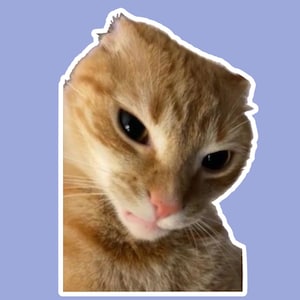May include: A close-up of a ginger cat with a white stripe on its face. The cat is looking down with a serious expression.