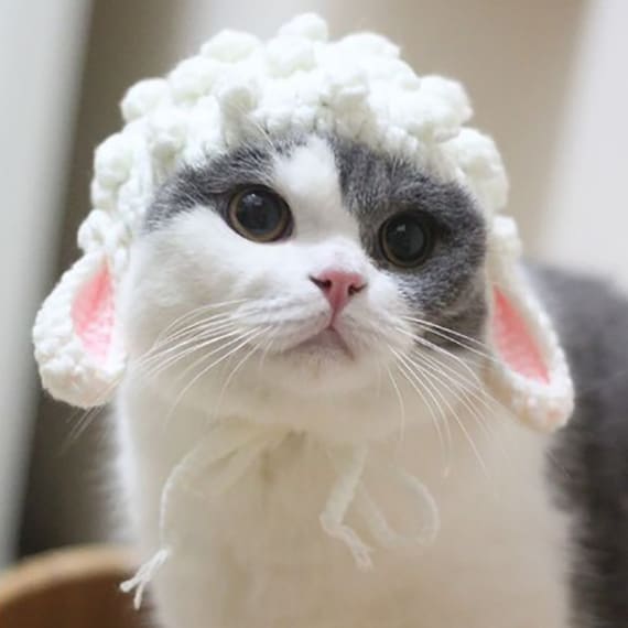 Lamb kitten cheap