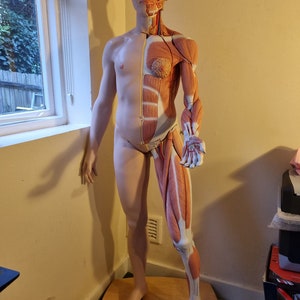 3B SCIENTIFIC Life-Size Dual Sex Human Figure Half Side with Muscles 41 Parts