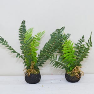 Künstlicher Farnmoosball mit Wurzeln, Kokedama-Farn, künstliche Wurzelpflanzen, Innendekoration, Innendekor, Farnarrangement, lebensechter Farn