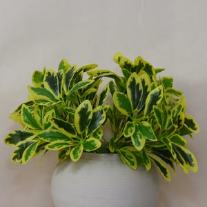 Artificial Schefflera arboricola, Artificial Dwarf Umbrella Tree, Tropical Artificial Leaves, Indoor Plants, Artificial Greenery, Home Decor
