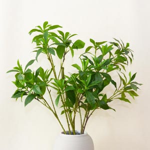 May include: A potted green plant with multiple stems and leaves in a white ceramic pot. The plant is against a white background.