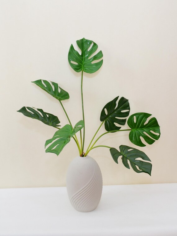 philodendron luftreiniger Imperial Green Philodendron purifier air plant indoor plant –  UniqueMartandHome main image 0