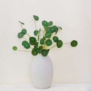 Op de afbeelding: Een witte keramische vaas met een swirl-ontwerp, gevuld met een groene, bladerige plant met ronde bladeren.