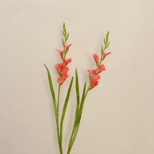 Op de afbeelding: Twee stengels roze gladiolen met groene bladeren tegen een witte achtergrond.