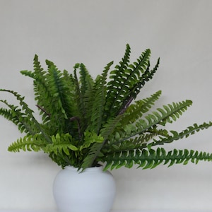 May include: A potted green fern plant with lush foliage in a white ceramic pot.