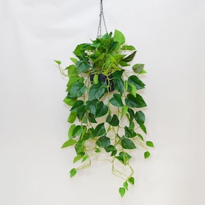 Może przedstawiać: Wisząca roślina doniczkowa z bujnymi zielonymi liśćmi opadającymi w dół. Roślina znajduje się w czarnym doniczce i jest zawieszona na łańcuchu.