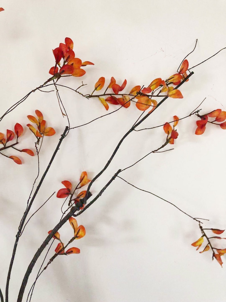 May include: A branch with thin, dark brown twigs and small, orange-red leaves. The leaves are clustered together in groups of two to four.
