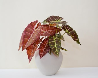 5 アロカシア シャントリエリ ピンク 斑入り 球根 珍しい 屋内 屋外