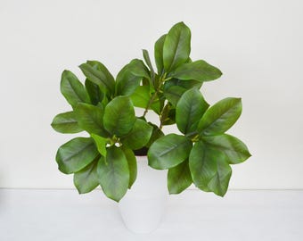 May include: A potted plant with large, glossy green leaves. The plant is in a white ceramic pot, and the leaves have a slight gradient of darker green towards the edges. The plant is set against a plain white background.