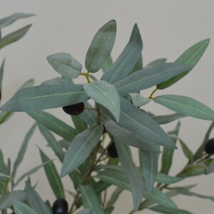 Puede incluir: Primer plano de una rama de olivo con hojas largas y delgadas, de color verde gris&aacute;ceo y peque&ntilde;as aceitunas de color p&uacute;rpura oscuro. Las hojas tienen un aspecto texturizado y las aceitunas son lisas y brillantes. La rama est&aacute; sobre un fondo liso y claro.