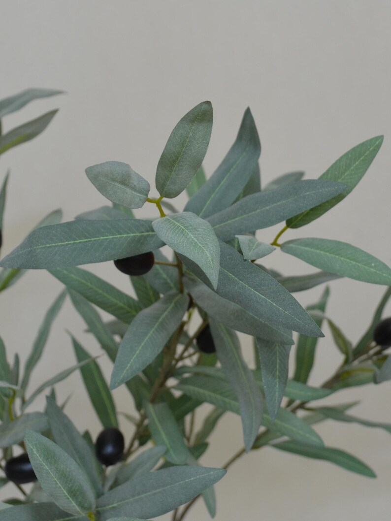 Puede incluir: Primer plano de una rama de olivo con hojas largas y delgadas, de color verde gris&aacute;ceo y peque&ntilde;as aceitunas de color p&uacute;rpura oscuro. Las hojas tienen un aspecto texturizado y las aceitunas son lisas y brillantes. La rama est&aacute; sobre un fondo liso y claro.