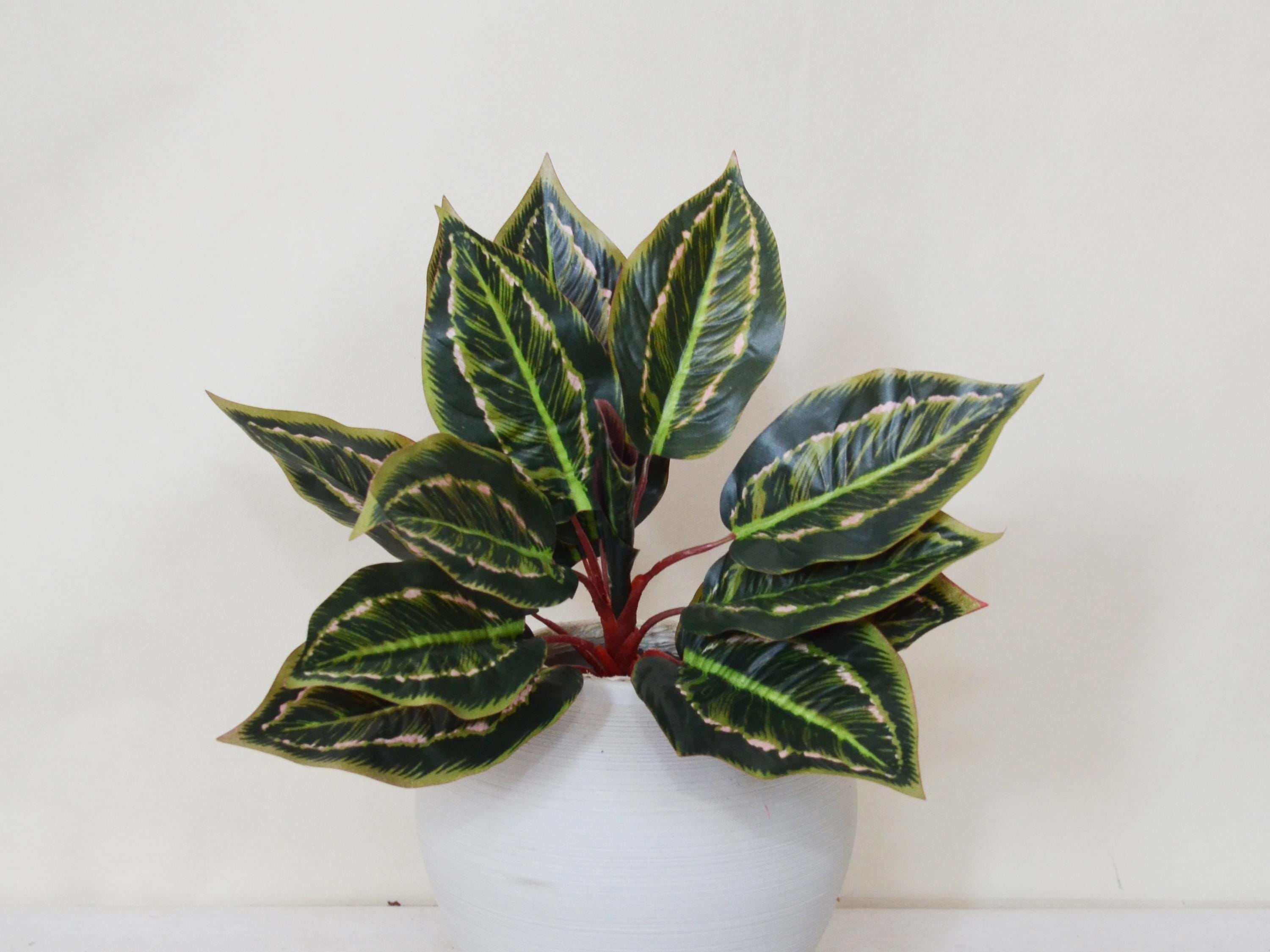 money tree house plant 4