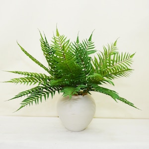 Può includere: Una rigogliosa pianta di felce verde in un vaso di ceramica bianco e arrotondato. La felce ha molte fronde lunghe e appuntite, creando un aspetto pieno e strutturato. Il vaso è liscio e semplice, fornendo una base neutra per la pianta. Tema: arredamento per la casa.