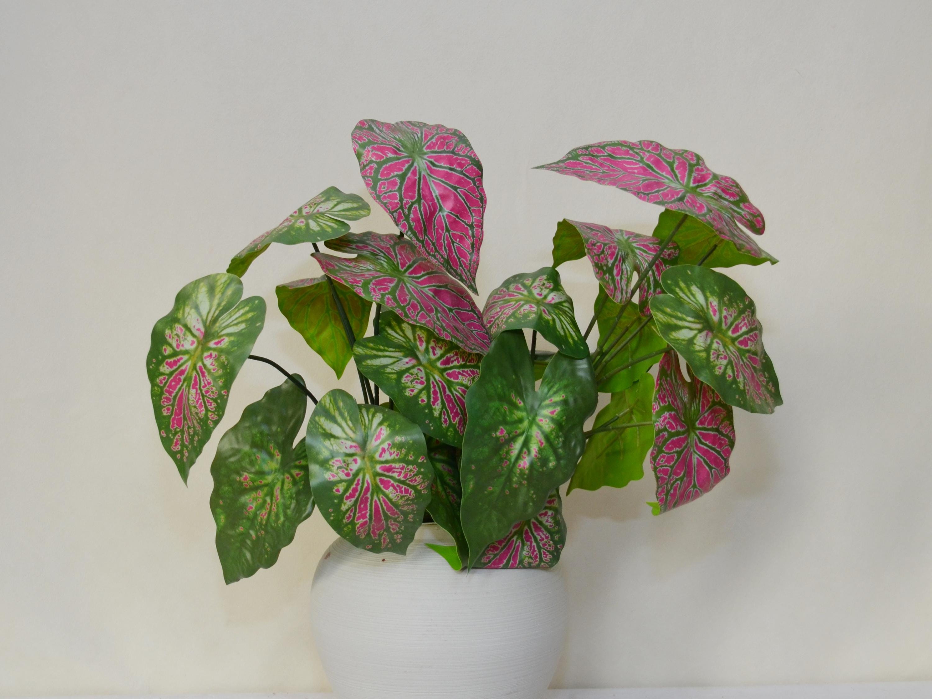 Caladium bicolor - Etsy 日本