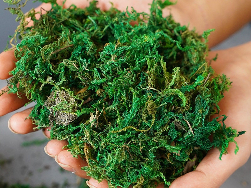 Sphagnum Moss for Terrariums-dried Moss-preserved Moss-2 Oz Bag Shredded  Green Mountain 