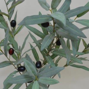 Puede incluir: Primer plano de una rama de olivo con hojas verdes y aceitunas negras. Las hojas son largas y delgadas, y las aceitunas son redondas y brillantes. La rama est&aacute; en un jarr&oacute;n blanco.