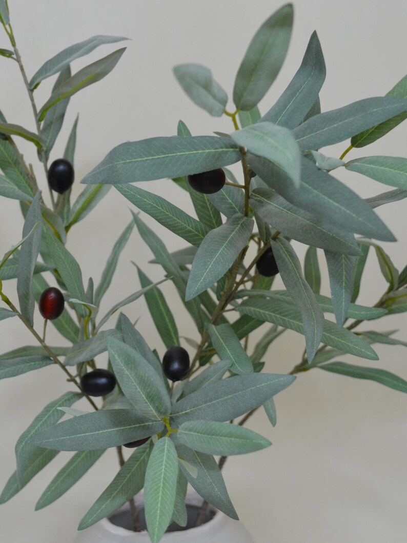 Puede incluir: Primer plano de una rama de olivo con hojas verdes y aceitunas negras. Las hojas son largas y delgadas, y las aceitunas son redondas y brillantes. La rama est&aacute; en un jarr&oacute;n blanco.
