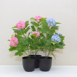以下が含まれることがあります： ピンクとブルーの花が咲く、3つの鉢植えのアジサイ。植物は鮮やかな緑の葉を持っています。黒い鉢は、ニュートラルな背景に対して白い表面に置かれています。装飾的なフラワーアレンジメント。