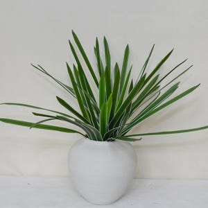 May include: A white, textured ceramic vase holds a vibrant arrangement of long, green leaves with white edges. The plant's leaves extend outwards, creating a full, natural display. The vase has a rounded shape.