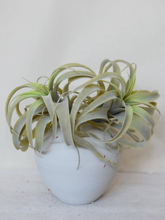 dracaena pleomele reflexa Dracaena Reflexa
