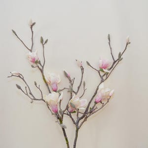 Puede incluir: Primer plano de una rama de magnolia con flores rosas y blancas, algunas abiertas y otras en capullo. Las ramas son de un marrón apagado sobre un fondo blanco roto. La imagen se centra en los delicados detalles de las flores.