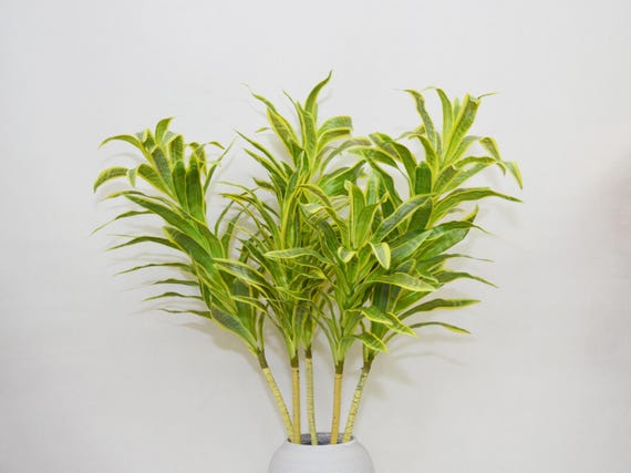 Knstliche Dracaena Reflexa, Zimmerpflanzen, tropische Pflanzen,  Wohnkultur, Bropflanzen, Dekorative Pflanzen, Zimmerpflanzen,  Pflanzengeschenke - Etsy.de