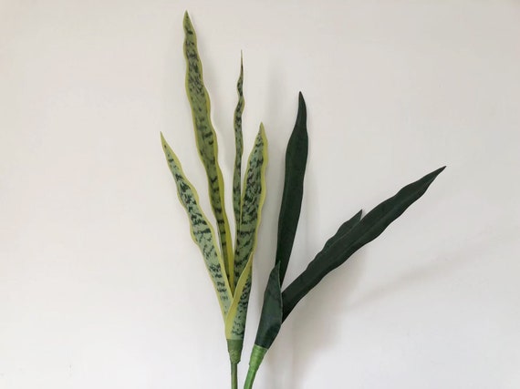 are spider plants safe for snake Overcome Your Fears Plant Bundle
