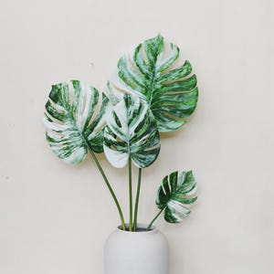 Könnte beinhalten: Eine weiße Keramikvase enthält mehrere große, panaschierte Monstera-Blätter. Die Blätter sind eine Mischung aus tiefem Grün und cremeweiß, mit dem charakteristischen geteilten Blättermuster. Die Stiele sind ein leuchtendes Grün.