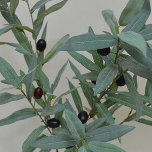 Puede incluir: Primer plano de una rama de olivo con hojas verdes y varias aceitunas negras y una roja. Las hojas son largas y delgadas, y las aceitunas son redondas. La rama est&aacute; sobre un fondo neutro.
