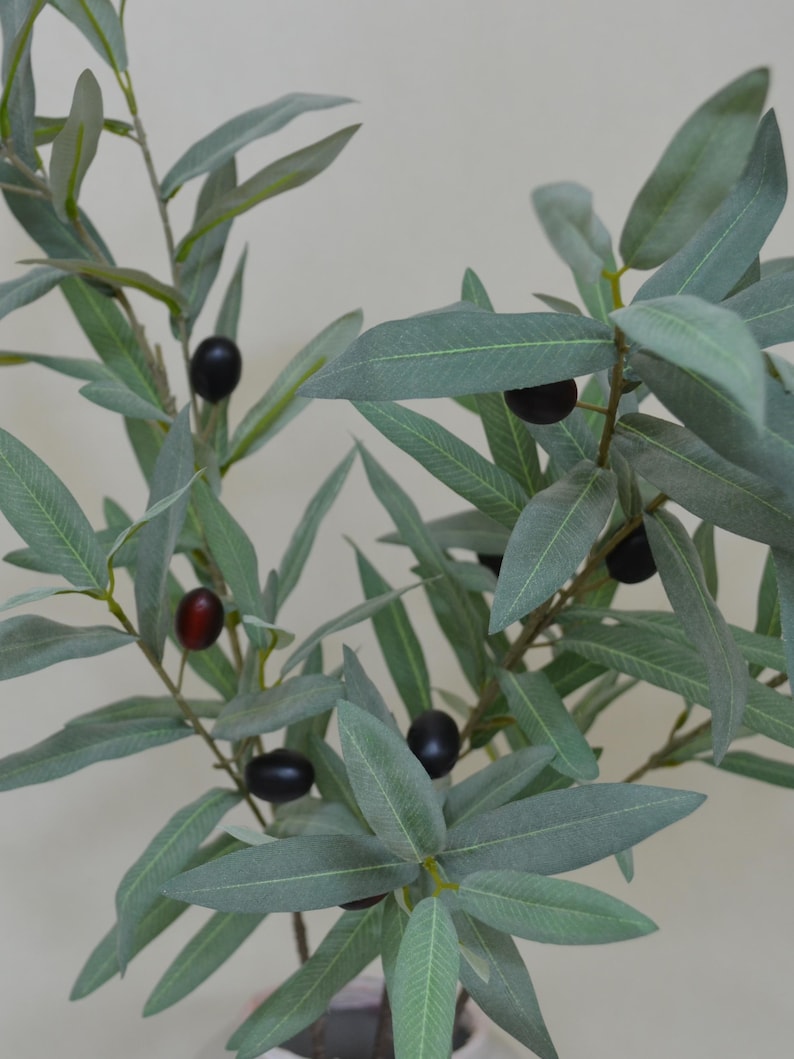 Puede incluir: Primer plano de una rama de olivo con hojas verdes y varias aceitunas negras y una roja. Las hojas son largas y delgadas, y las aceitunas son redondas. La rama est&aacute; sobre un fondo neutro.