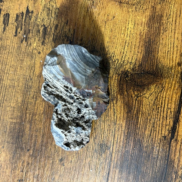 Ohio Flint with Interesting Inside