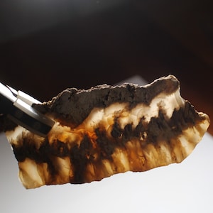 May include: A close-up of a light brown agate with white and brown banding. The agate is rough and has a natural, organic shape.