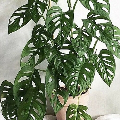 Swiss Cheese Vine Fresh Cuttings Etsy