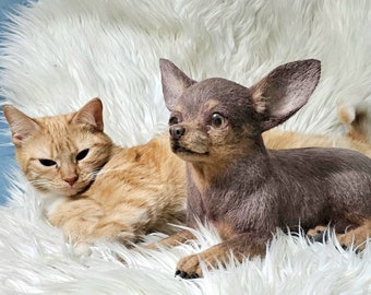 Premium-Qualität kurzhaarige Chihuahua benutzerdefinierte Plüschtier Spielzeug, jede Rasse Haustier Tier Replik - Katze oder Hund Lebensgröße Klon