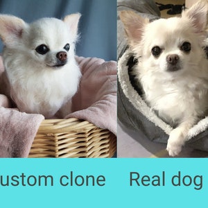 May include: Two images of a white Chihuahua dog. The left image shows the dog in a wicker basket with a pink lining. The right image shows the dog in a grey hoodie. Text at the bottom reads "Custom clone" and "Real dog".