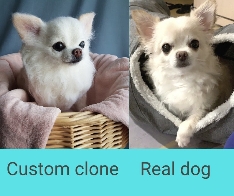 May include: Two images of a white Chihuahua dog. The left image shows the dog in a wicker basket with a pink lining. The right image shows the dog in a grey hoodie. Text at the bottom reads "Custom clone" and "Real dog".