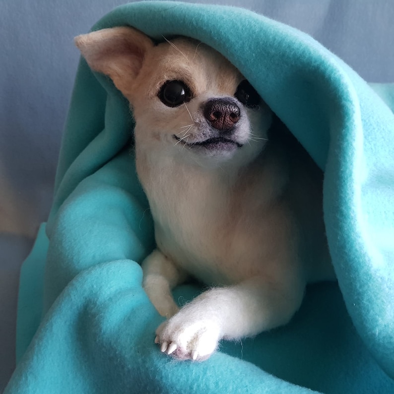 May include: A small, light-coloured Chihuahua dog peeking out from under a turquoise blanket. The dog has large, dark eyes and a small, brown nose. The dog is lying down, with its paws visible.