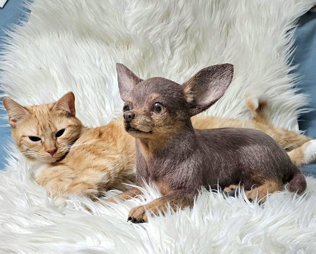 Merle Chihuahua Best Dog Toys For Chihuahuas Perros Chiwawa Toy